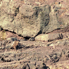 篠山層群のブロック化した礫岩<br>
            堆積後間もない時期に形成されたスランプ変形構造と考えられます。画面中央付近にすべり面があり、その上下で地層の傾きが異なります。<br>
            <br>
            Locality : 丹波市山南町下滝の篠山川河床<br>