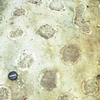パイプ様構造<br>
            有馬層群鴨川層の流紋岩ガラス質凝灰岩に見られる吹き抜けパイプ様の構造。<br>
            <br>
            Locality : 丹波市山南町金屋<br>