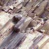 溶結凝灰岩の板状節理<br>
            有馬層群平木溶結凝灰岩上部の黒雲母流紋岩溶結ガラス質結晶凝灰岩に見られる板状節理。<br>
            <br>
            Locality : 丹波市柏原町石戸<br>
