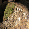 茗荷沢層の砂岩中の貝化石<br>
            露頭の前の転石に見つかった印象化石です。<br>
            <br>
            Locality : 宇都宮市新里町茗荷沢<br>