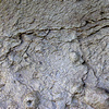 大曽層の石灰質極細粒砂岩<br>
            大曽層下部に典型的な塊状の砂岩。ノジュールを含んでいます。<br>
            <br>
            Locality : 宇都宮市大曽二丁目<br>