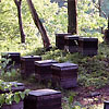 養蜂箱<br>
            にぎやかな羽音が聞こえたと思うと、養蜂箱が並んでいることがよくあります。山の細かい地理は、人よりも蜂の方がずっと詳しいでしょうね。<br>
            <br>
            Locality : 長野県小谷村横根沢<br>
