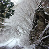 初雪<br>
            初冬の調査は下草が枯れていて歩きやすいですが、時間との勝負でもあります。雪の多い地域では初雪がそのまま根雪となり、フィールドシーズンの終わりを意味します。<br>
            <br>
            Locality : 栃木県今市市小百川<br>