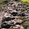 キャベツ<br>
            火山台地の上に，うねのように並ぶ丸い岩塊。浅間山から噴出した火砕流堆積物の縁にあたり、大型の岩塊が堤防のように堆積したものと考えられています。その形態から「キャベツ」というニックネームをもらいました。<br>
            <br>
            Locality : 群馬県嬬恋村浅間山<br>
