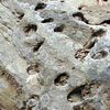 生痕化石<br>
            誰があけたか露頭にたくさんの穴。実はこれは海生生物の巣穴です。でもここは長野県。つまりこれは化石です。このような生痕化石は地層のできた頃の環境を知るのに役立ちます。<br>
            <br>
            Locality : 長野県鬼無里村奥裾花<br>