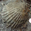 貝化石<br>
            大型のホタテ貝の化石です。<br>
            <br>
            Locality : 長野県鬼無里村濁川<br>