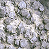 斜長石閃緑斑岩<br>
            岩の表面に並ぶ硬貨のようなものは、すべて斜長石の結晶です。100円硬貨と遜色ないサイズのものもあります。<br>
            <br>
            Locality : 岩手県大船渡市三陸町越喜来<br>