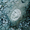 ウニの化石<br>
            砂岩に含まれるウニの化石です。<br>
            <br>
            Locality : 長野県鬼無里村奥裾花園<br>