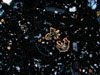 イディングス石<br>
            星座のような変わった形はイディングス石です．カンラン石の変質してできた鉱物です．<br>
            <br>
            Locality : 石川県内浦町滝ノ坊<br>