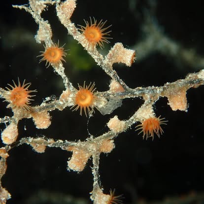 Anthozoa