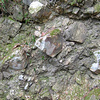 茗荷沢層の角礫岩 (溶結凝灰岩起源)